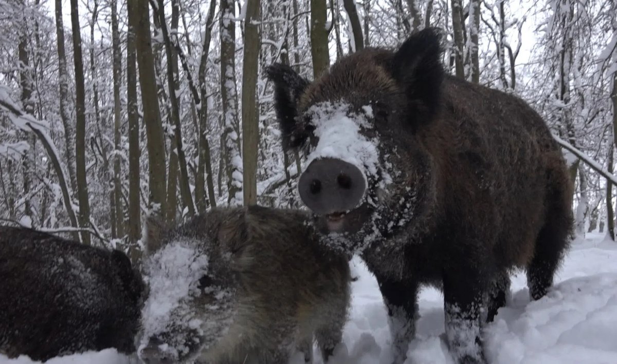 Кабан Кировская область