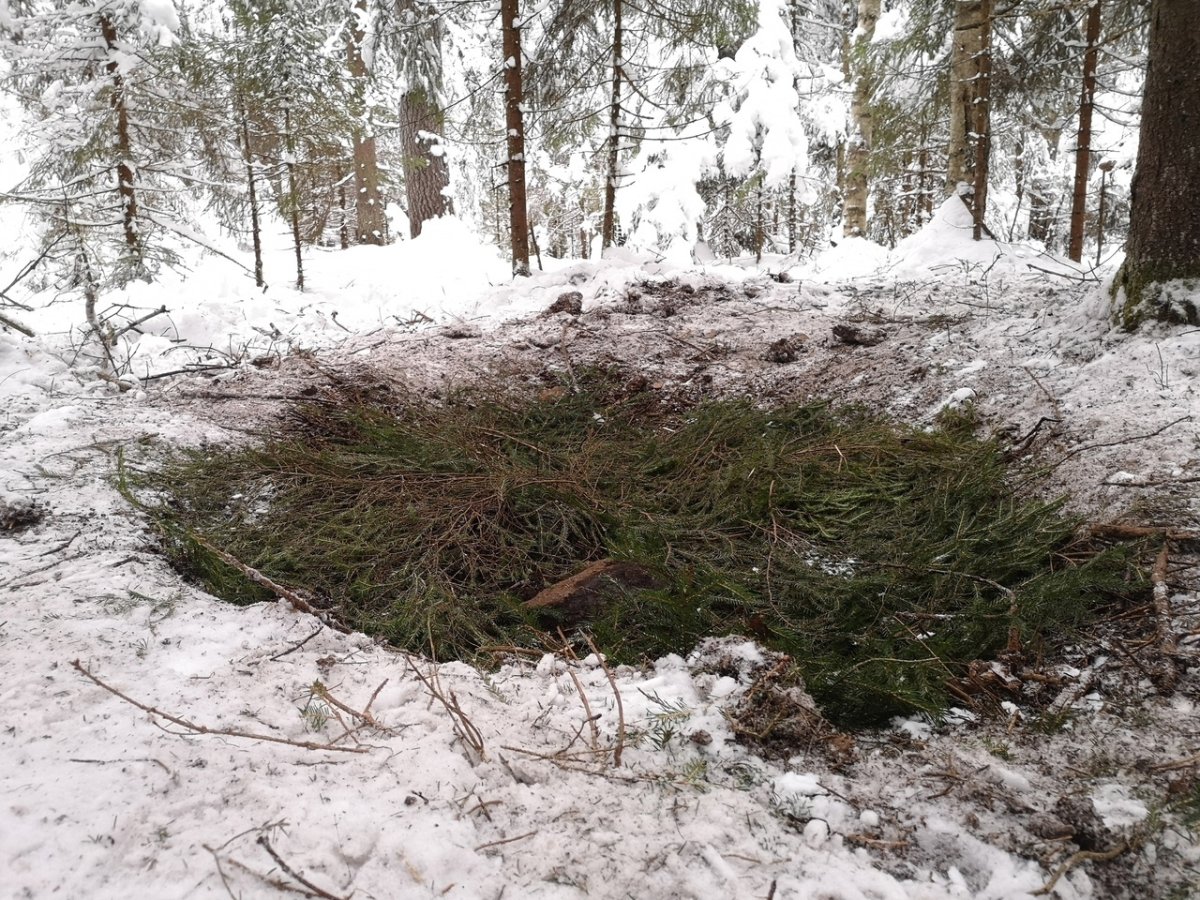 Кабан и свинья