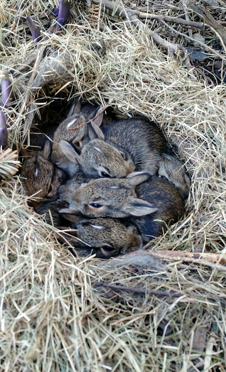 Кологривский лес Костромской области животный мир