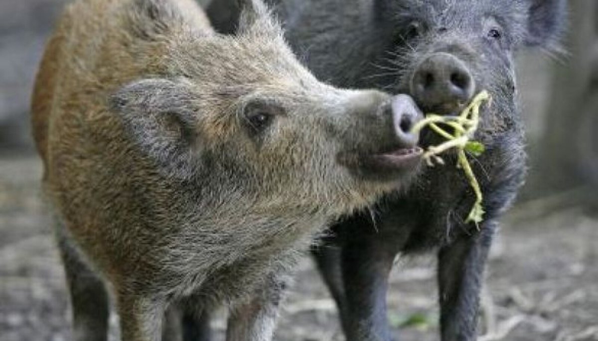 Кабан с кабанятами