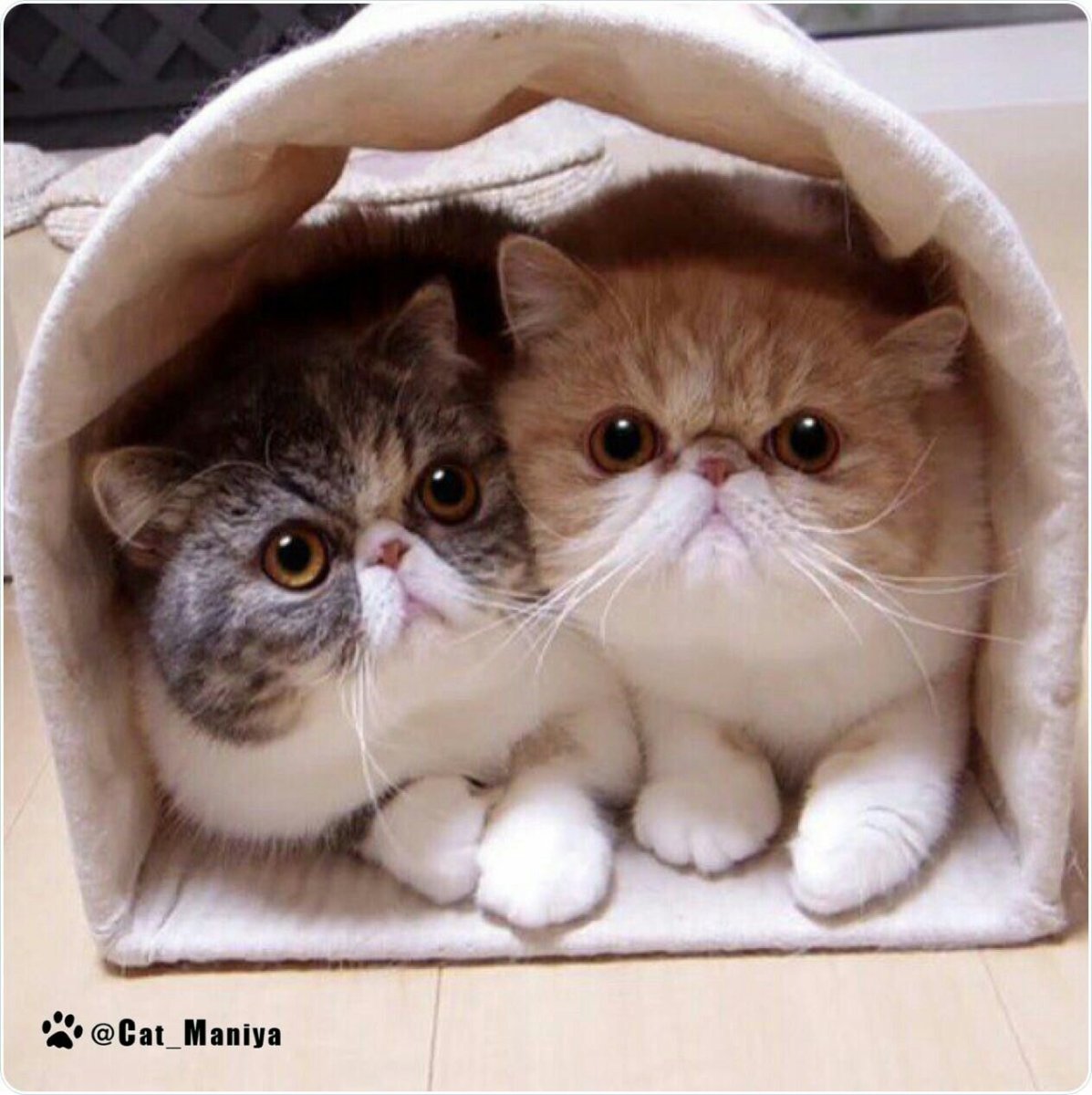 Котята с плоской мордочкой