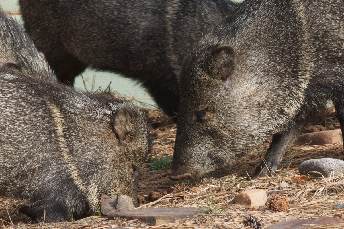 Дикая свинья