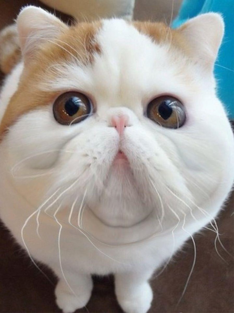 Экзотическая кошка Снупи котята