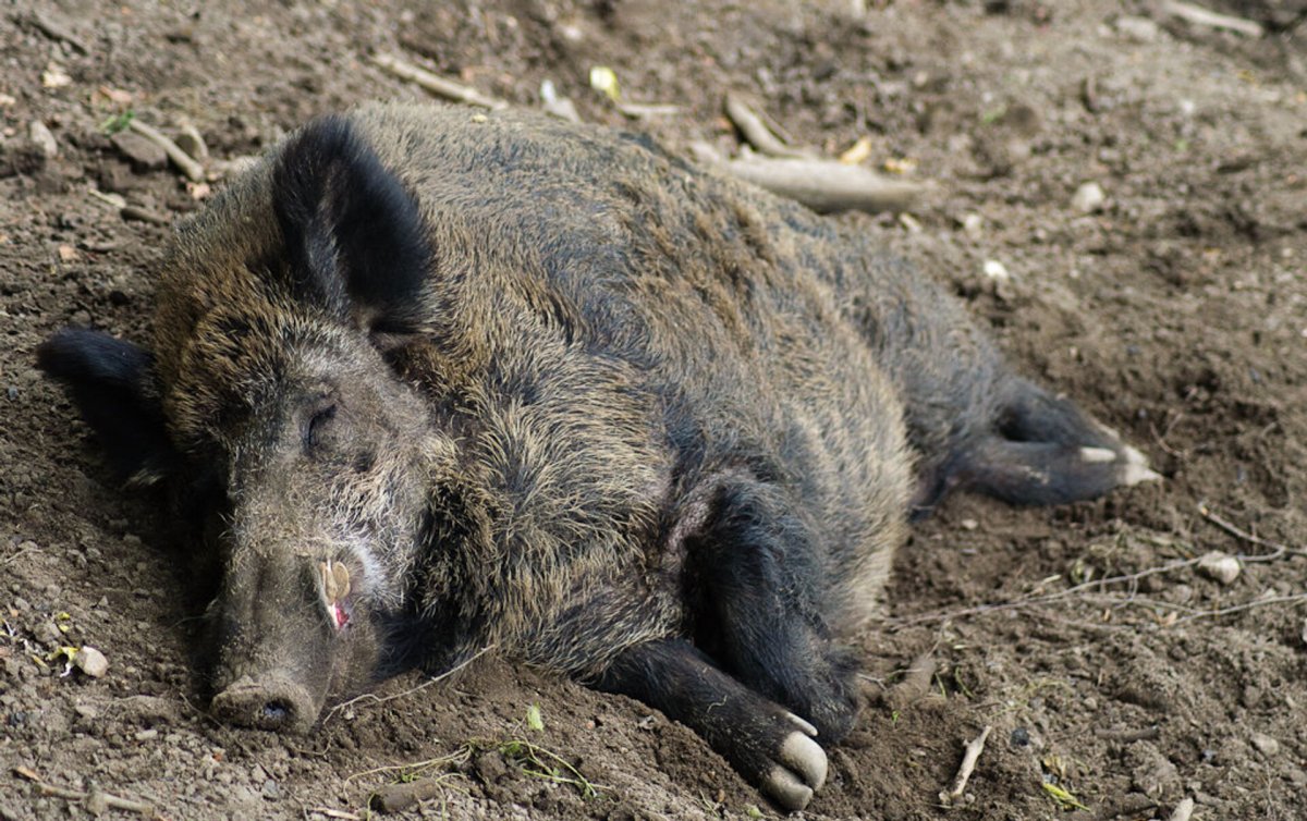 Африканская чума диких Кабанов