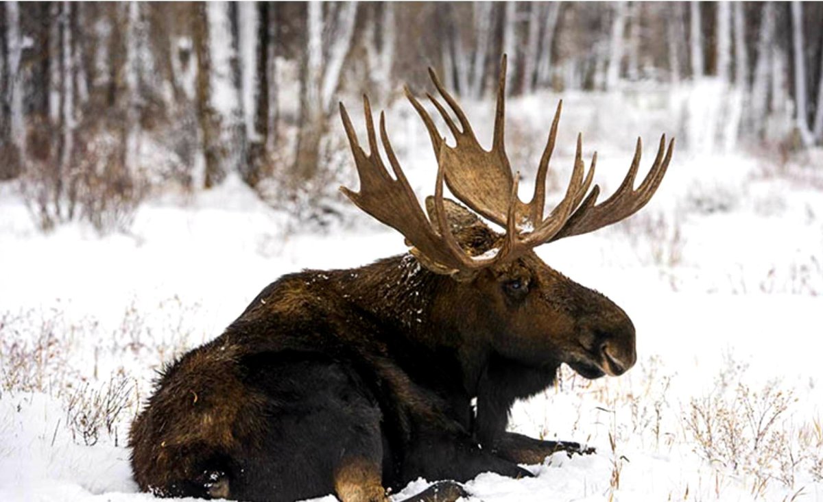 Нора зайца-русака