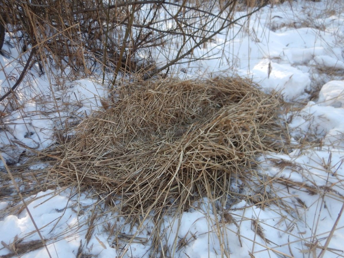 Поросенок в сене