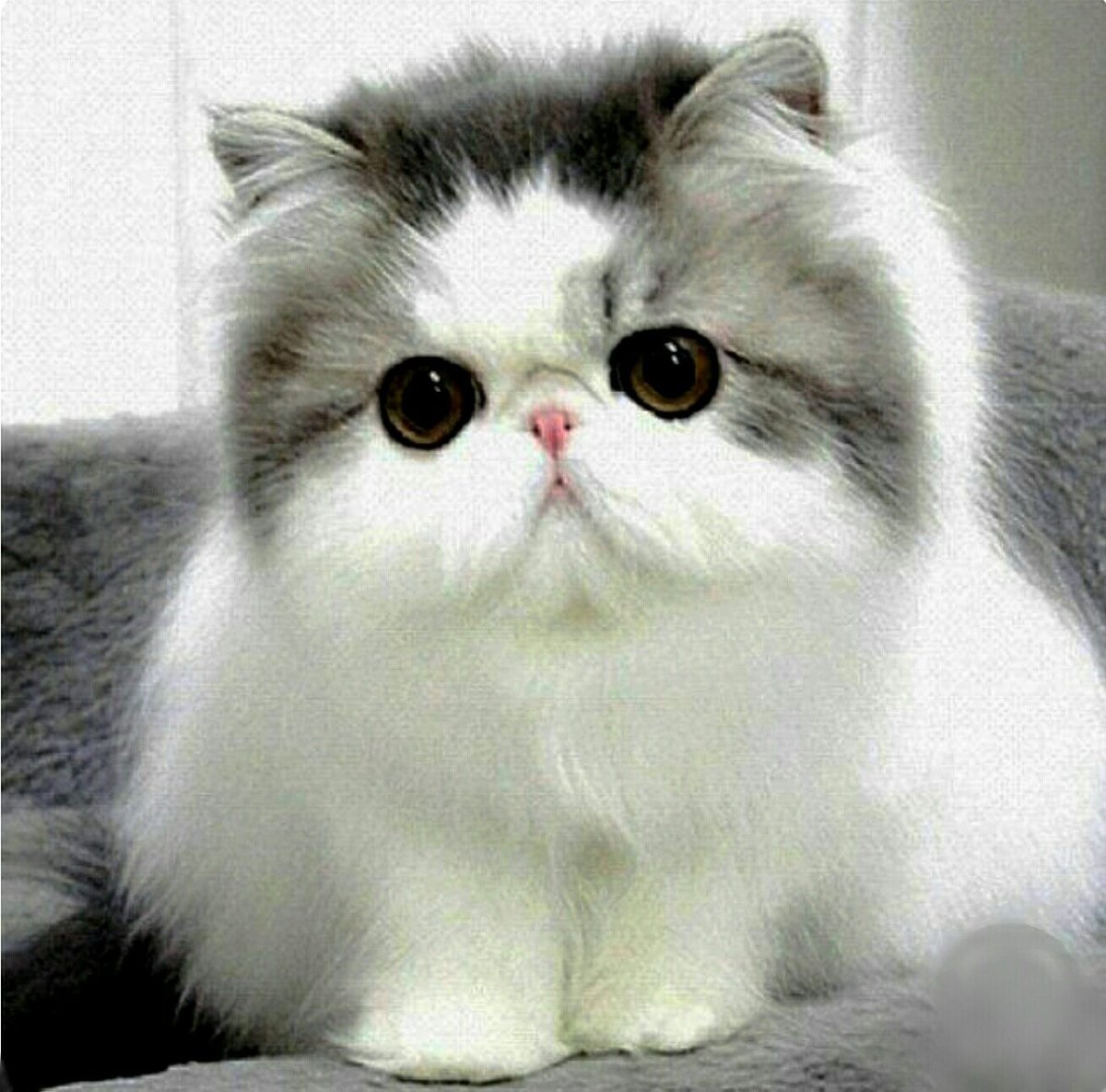 Экзот флаффи