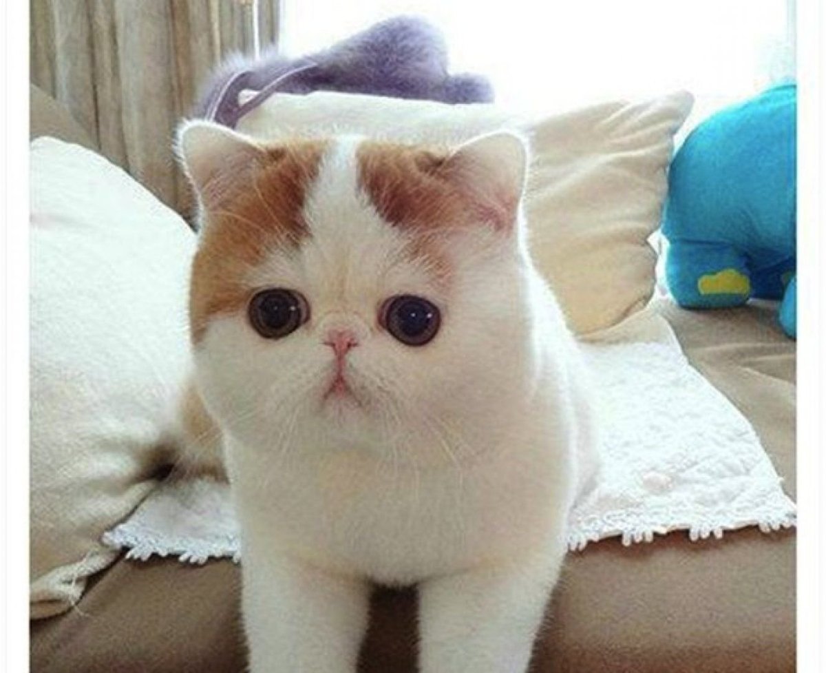 Вислоухий экзот Манчкин Снупи