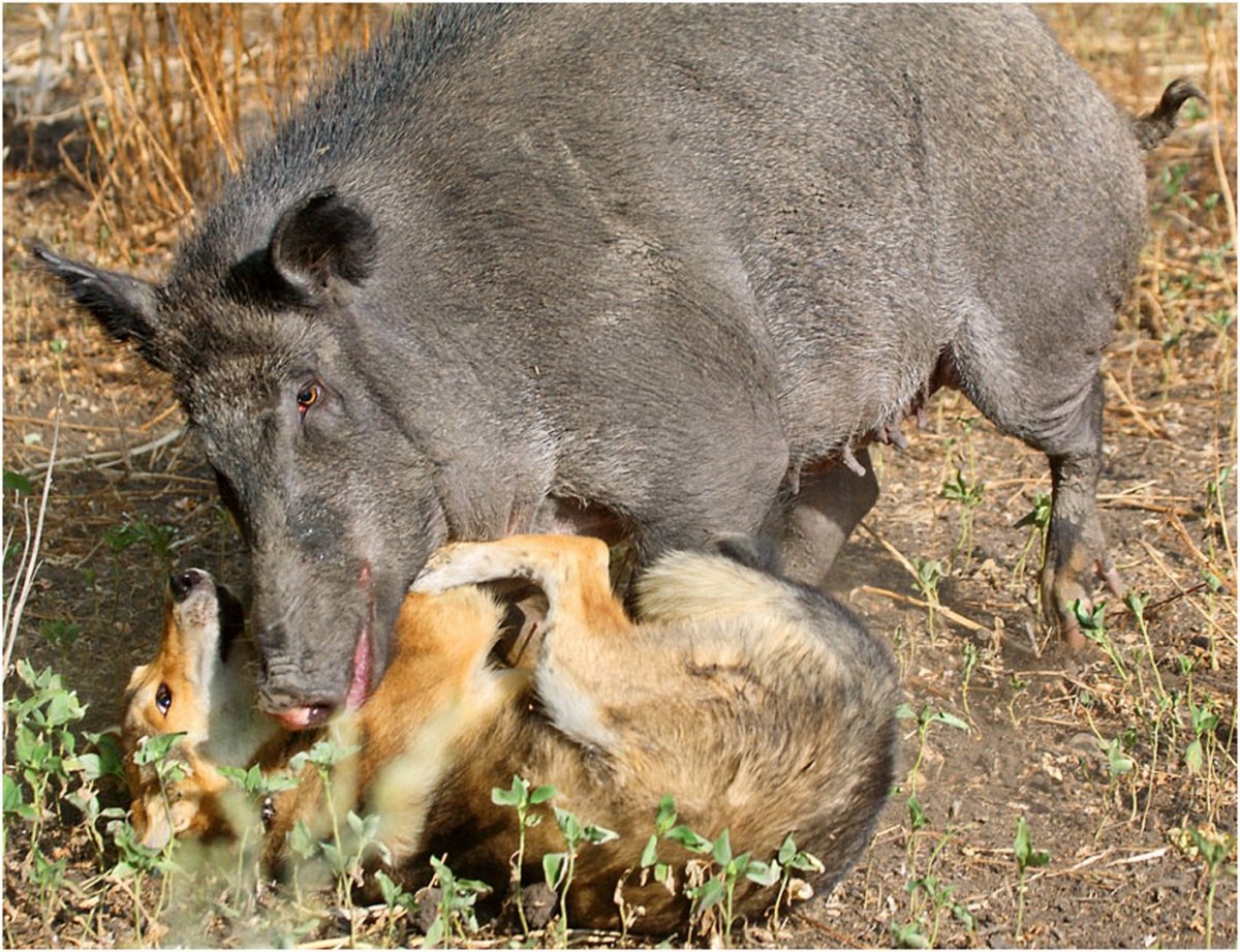 Кабаны живут стадами