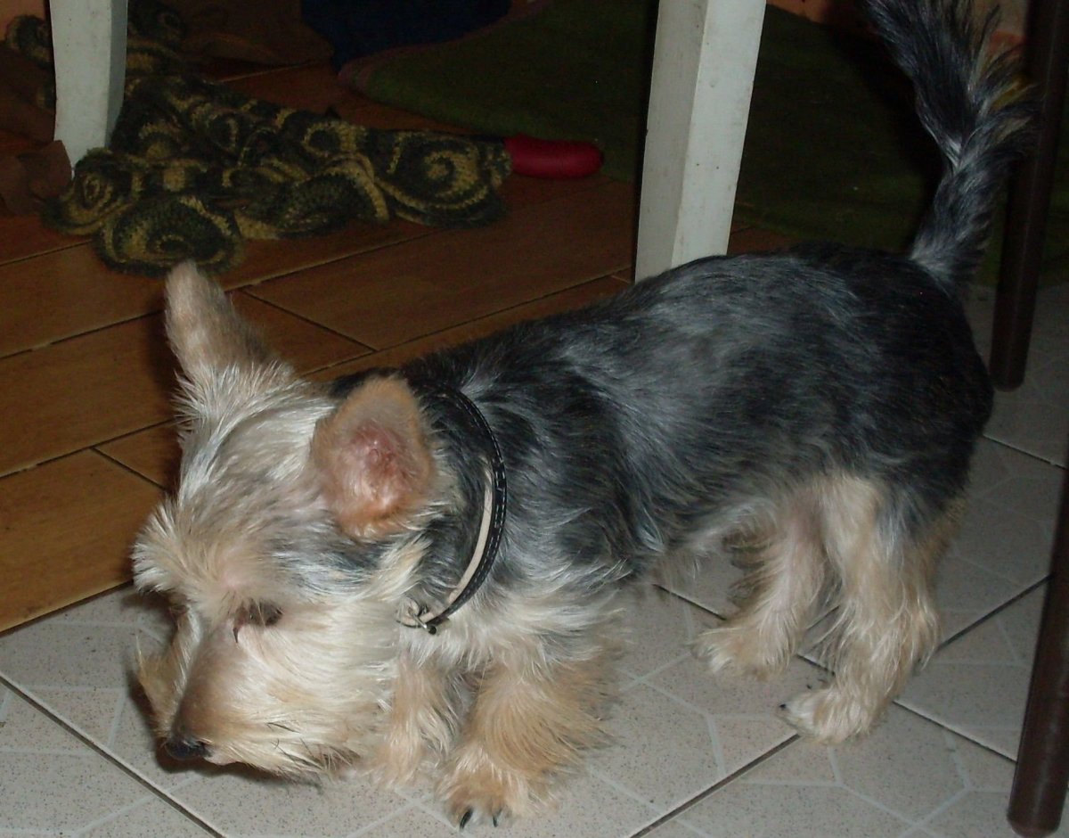 Йоркширский терьер чорки