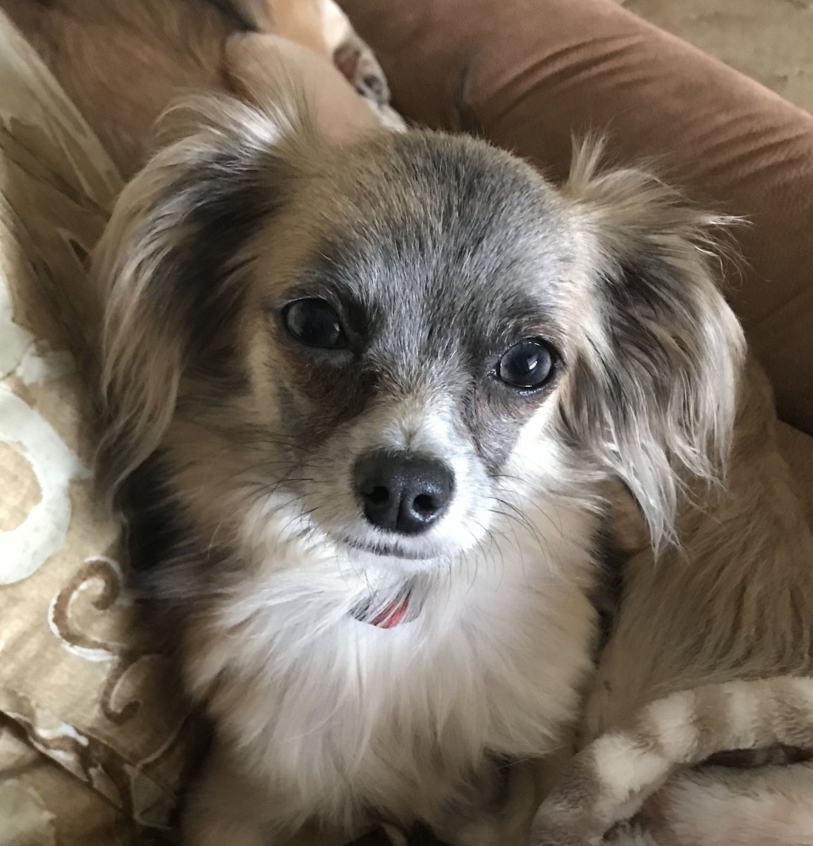 Йорк 3 месяца метисы