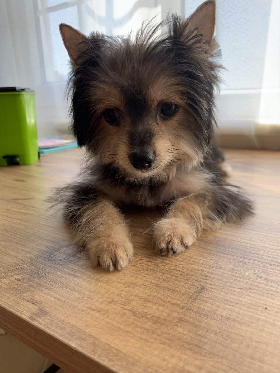 Микро помски