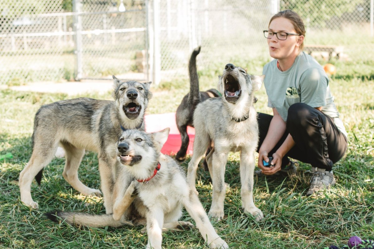 Помесь волка и обезьяны в Ростовской области