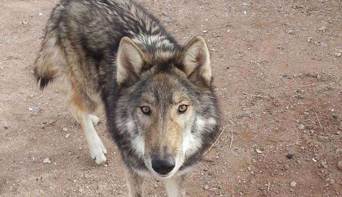 Волкособ рыжеватый