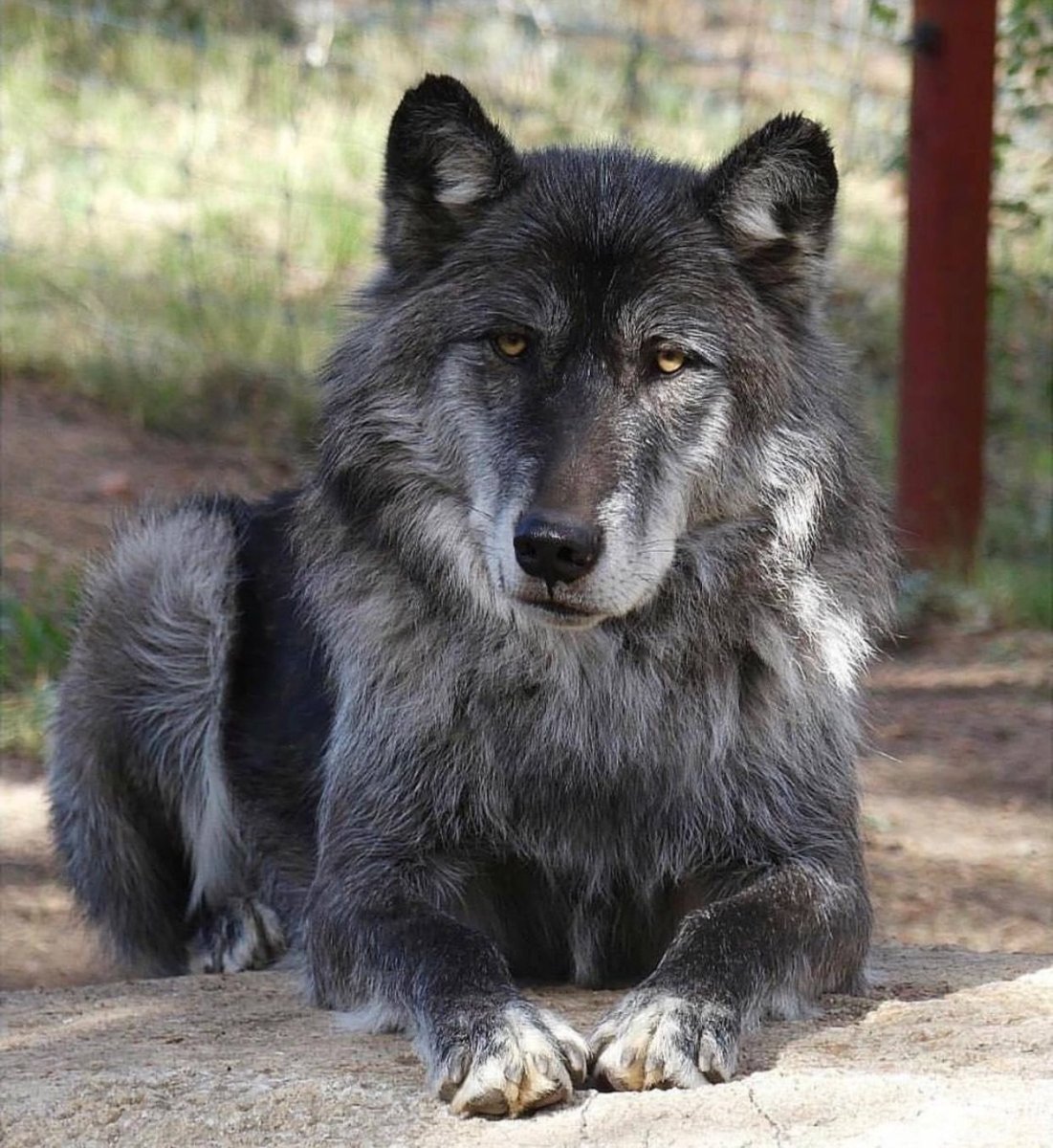 Канадский волкособ