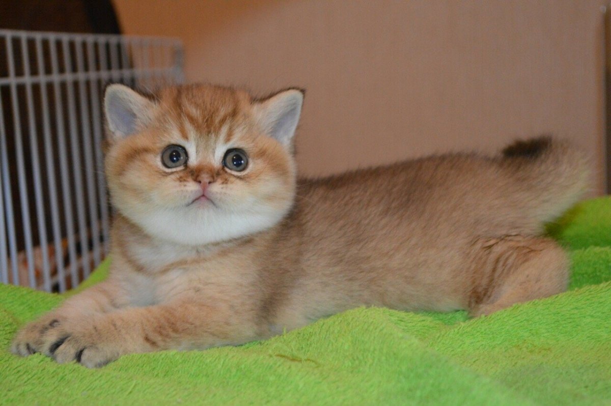 Шотландский страйт тикированный