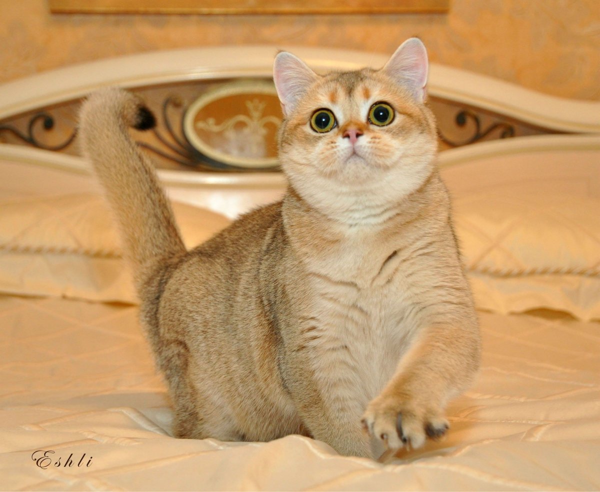 Золотая шиншилла ay11