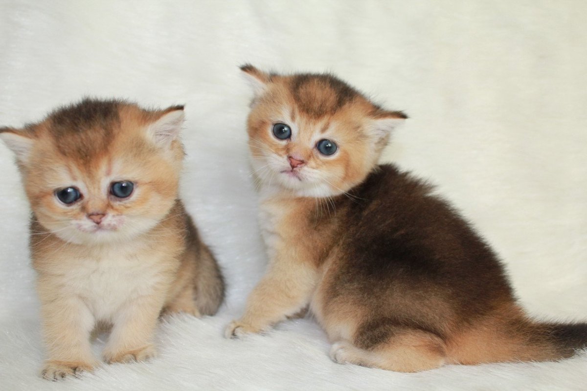 Шотландская Золотая тикированная шиншилла