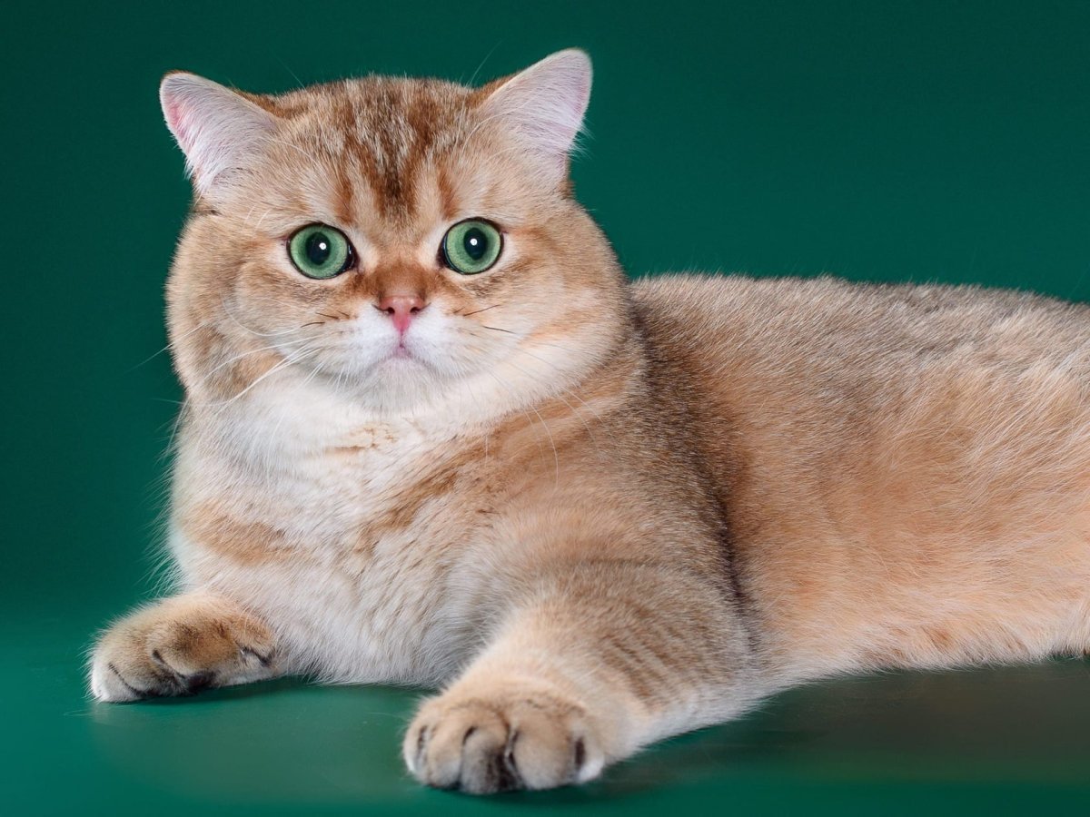 Шотландская короткошерстная Золотая шиншилла