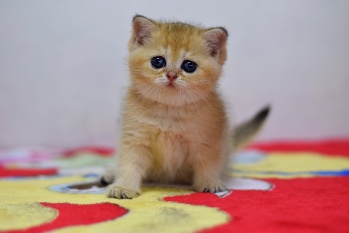 Шотландская прямоухая Золотая шиншилла