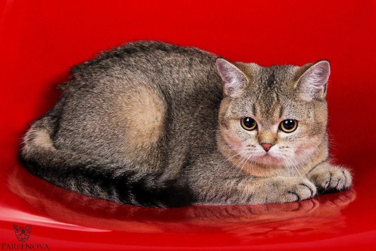 Шотландская прямоухая Золотая шиншилла