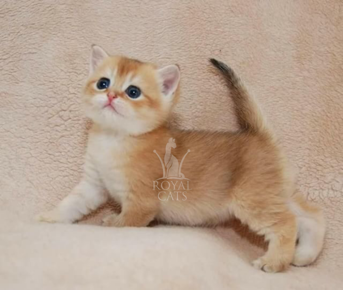 Шотландская прямоухая Золотая шиншилла