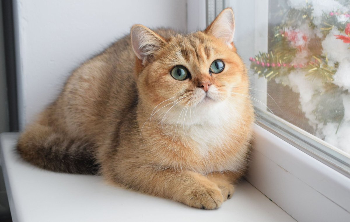 Скоттиш страйт Золотая шиншилла