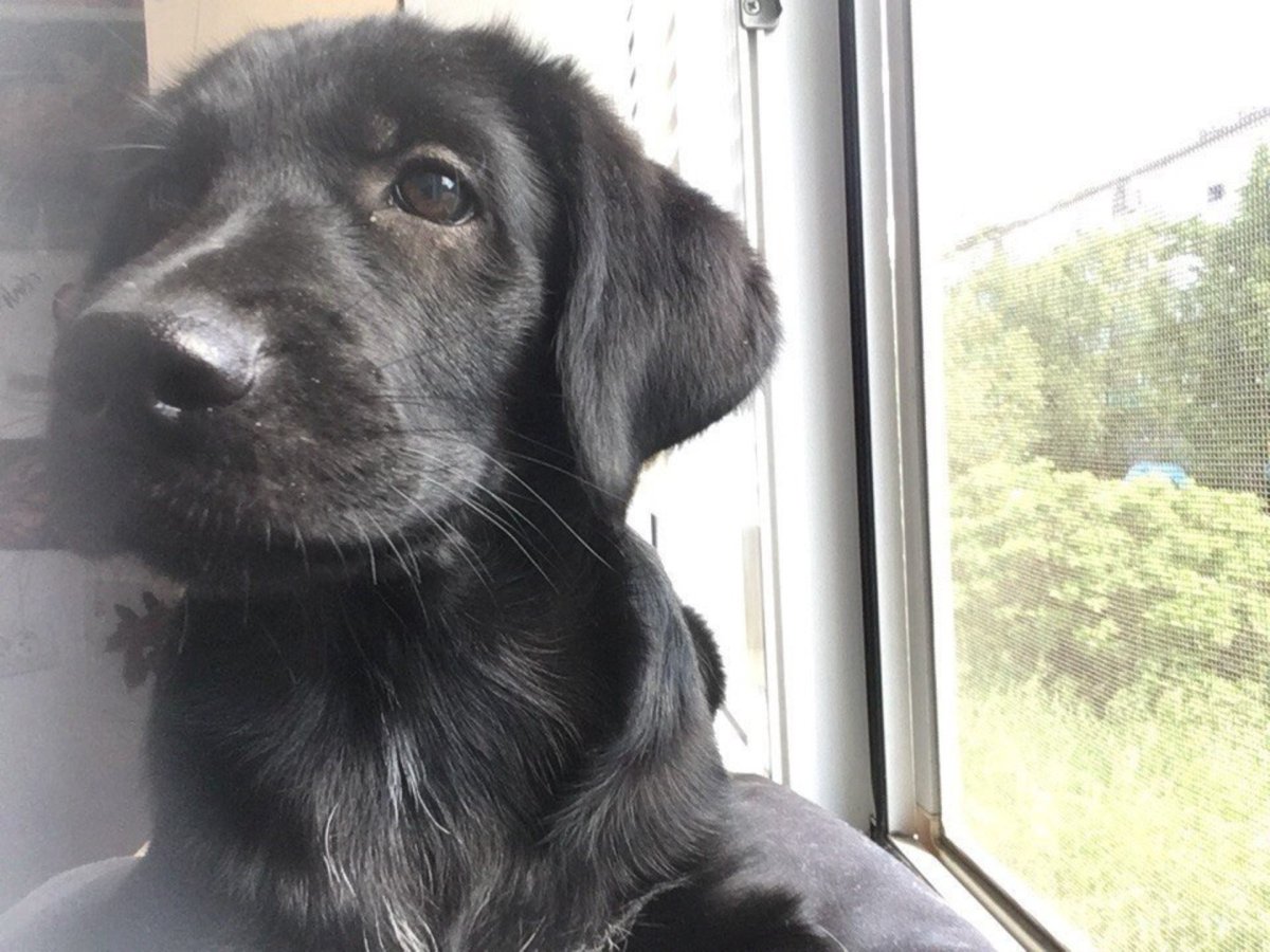 Метис кокер лабрадор