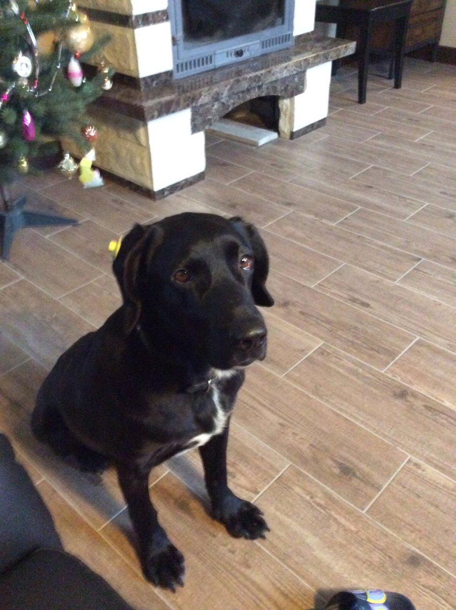 Черный метис кокер лабрадор