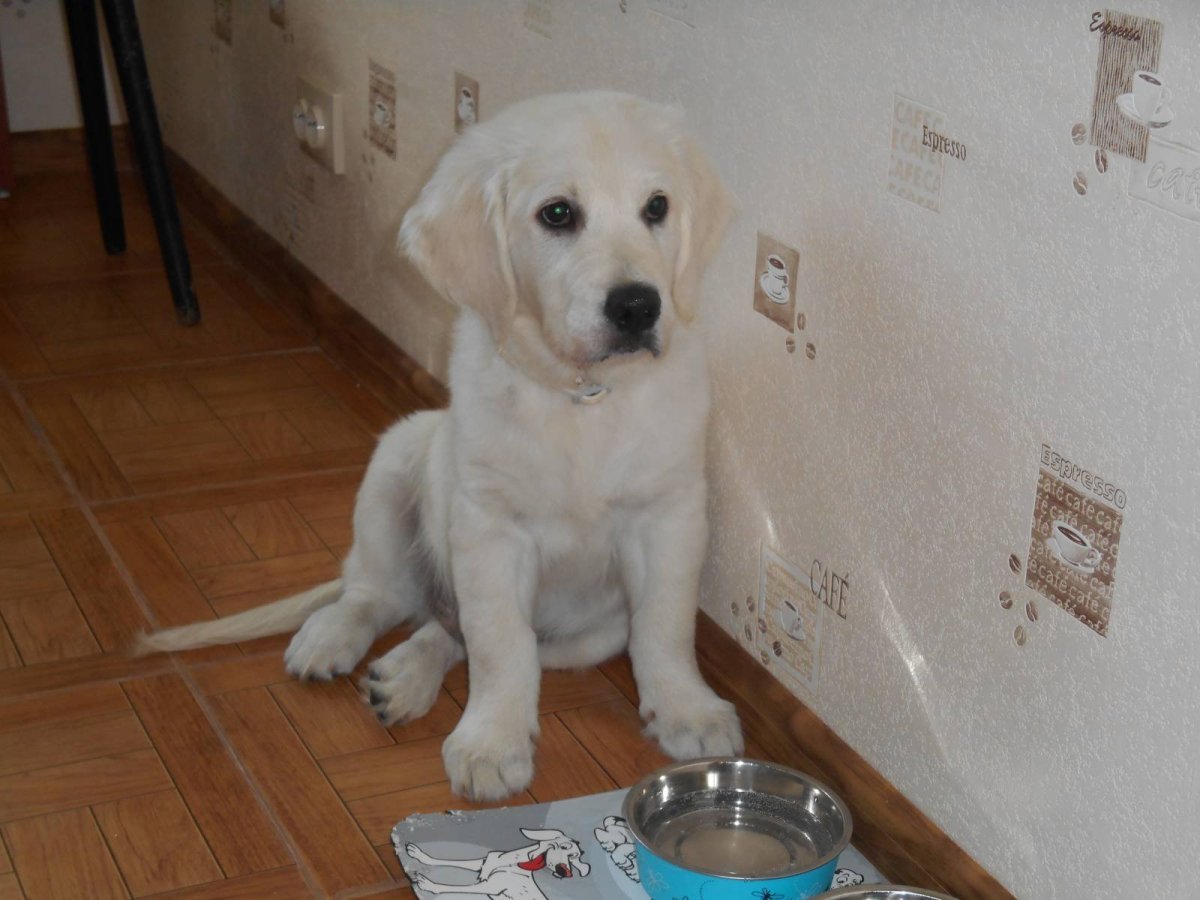 Метис ретривера и хаски