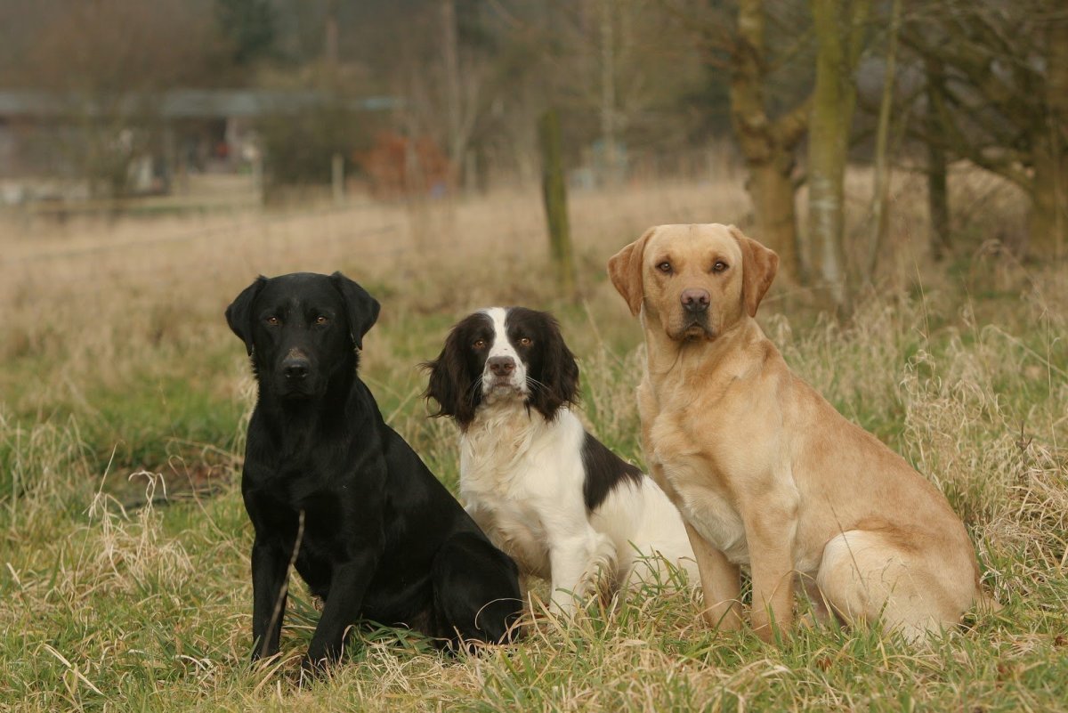 Метис лабрадора и кокер спаниель