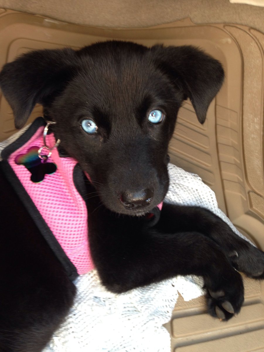 Метис лабрадора и Голден ретривера