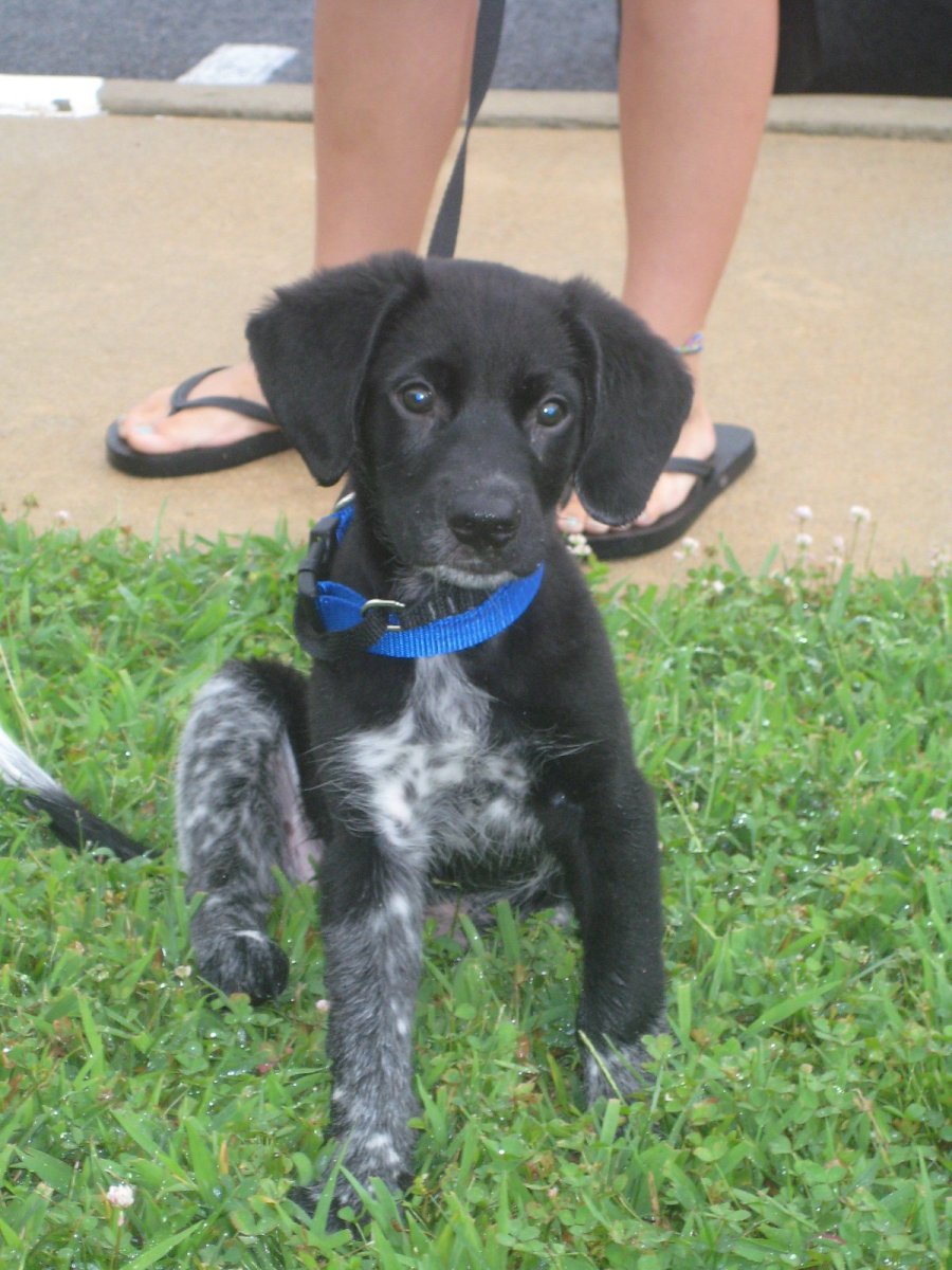 Метис лабрадора и спаниеля черный