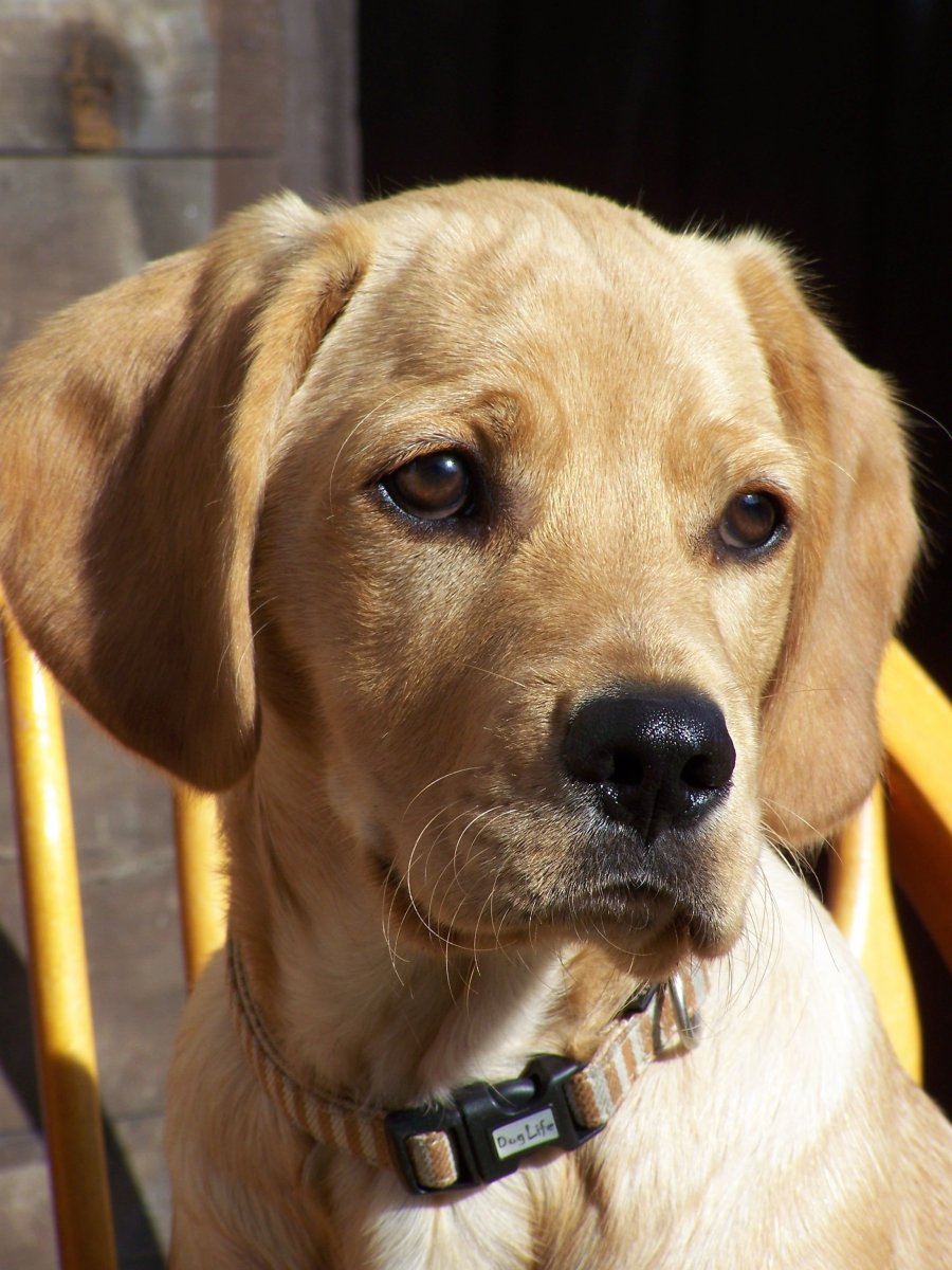 Кокер спаниель и лабрадор