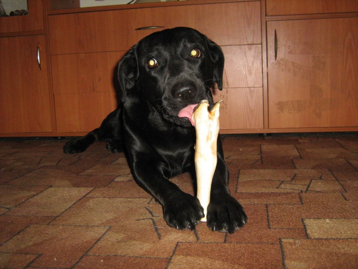 Метис спаниеля