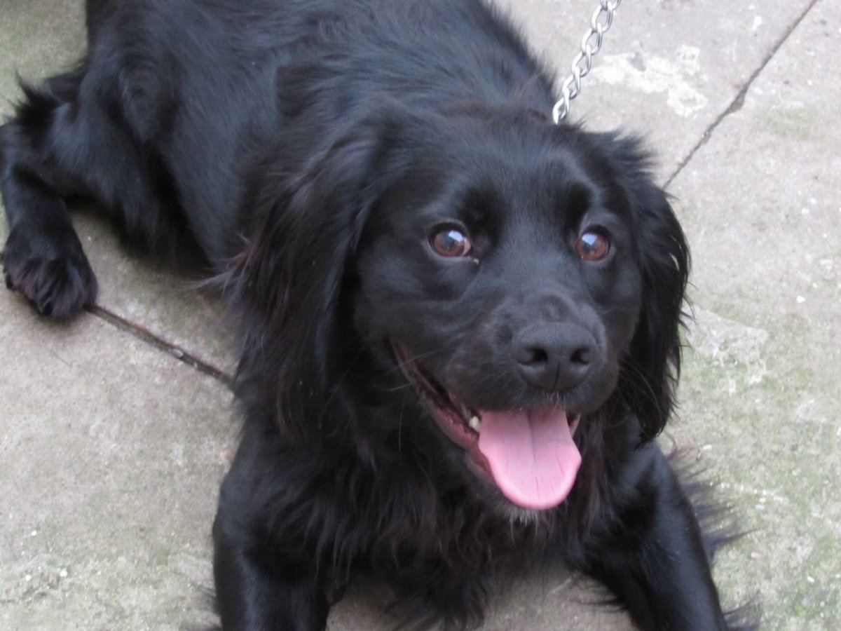 Черный метис кокер лабрадор