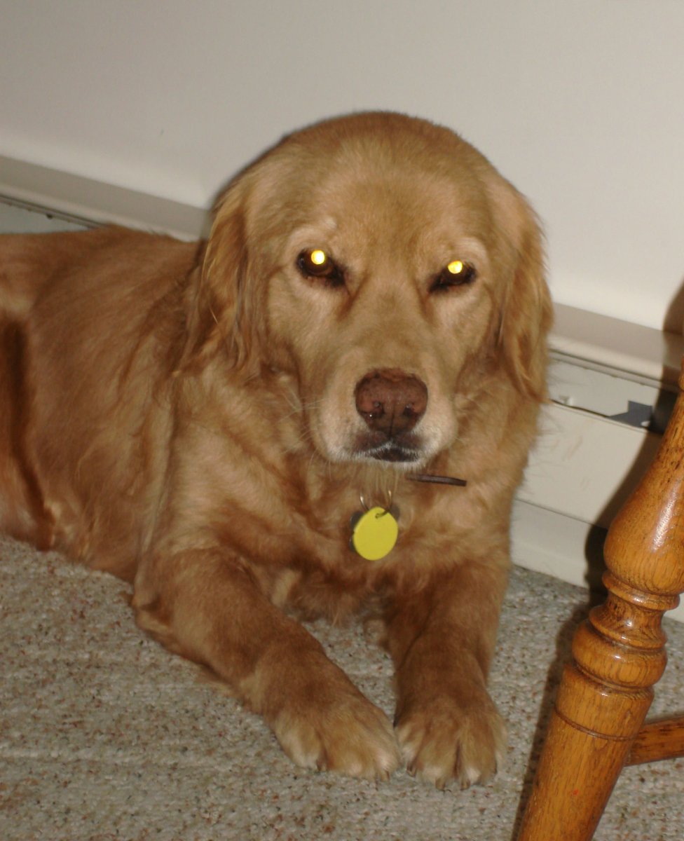 Метис курцхаара и спаниеля