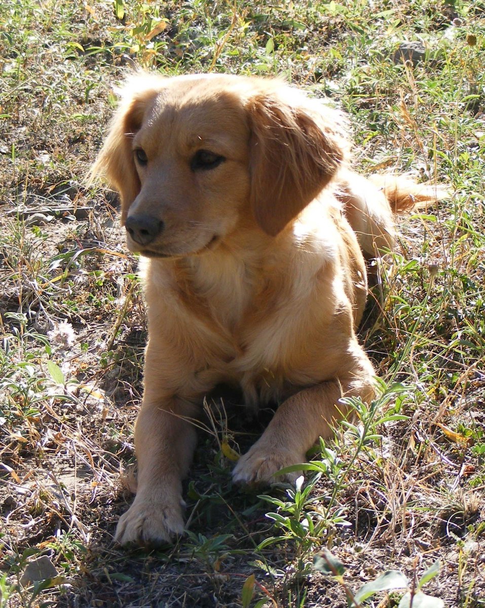 Метис немецкой овчарки и ньюфаундленда