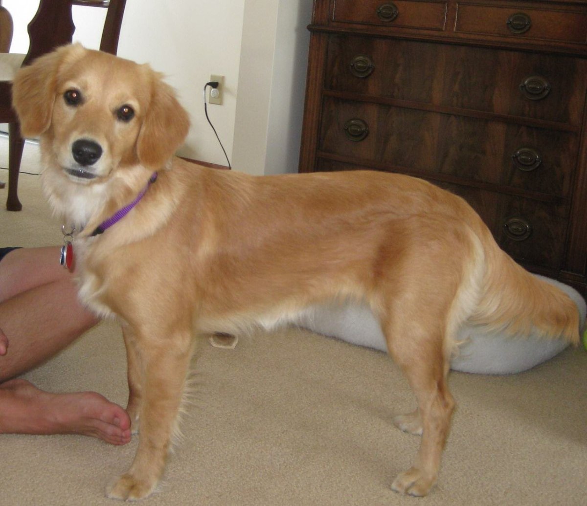 Метис лабрадора