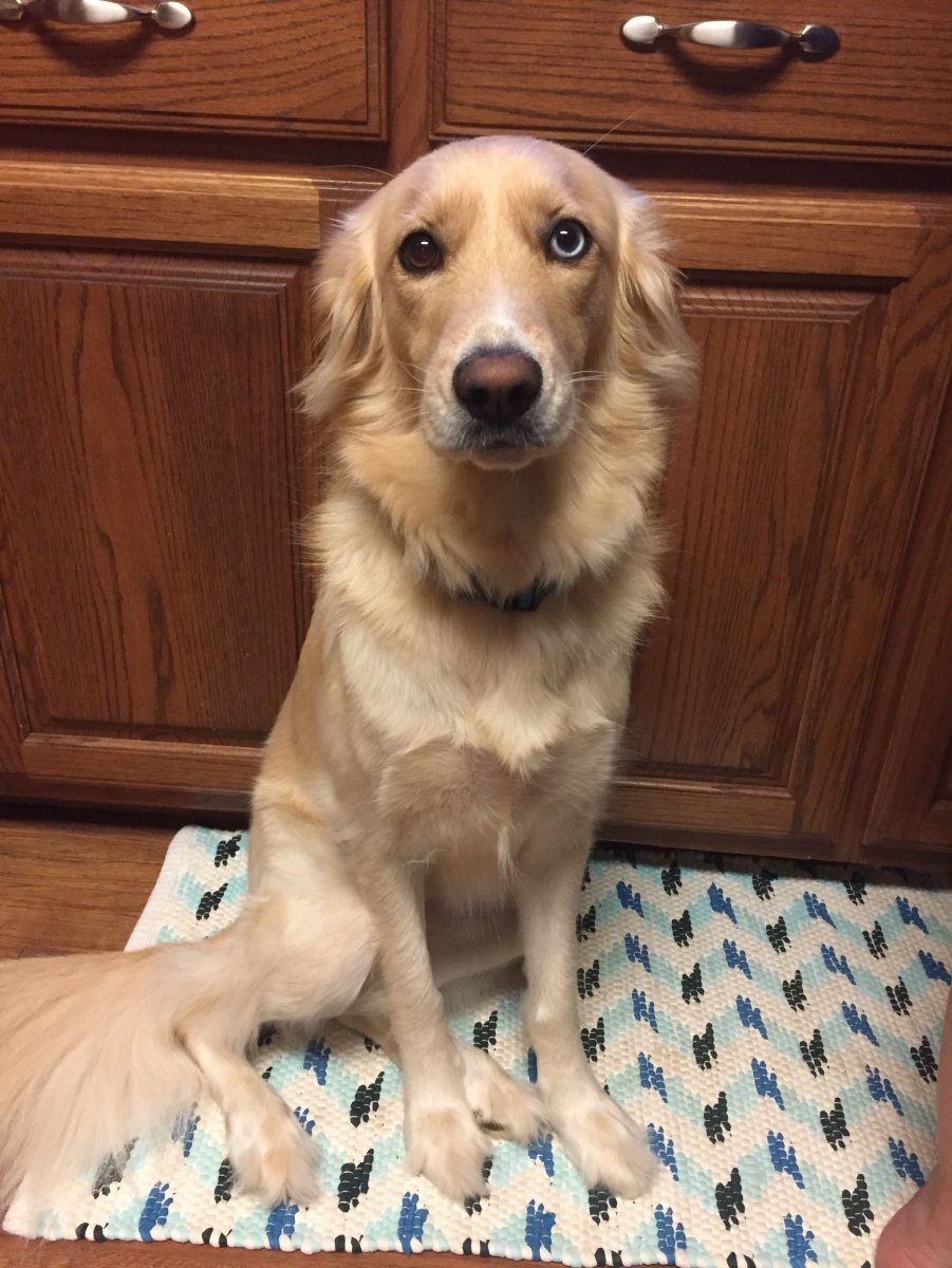 Метис австралийской овчарки