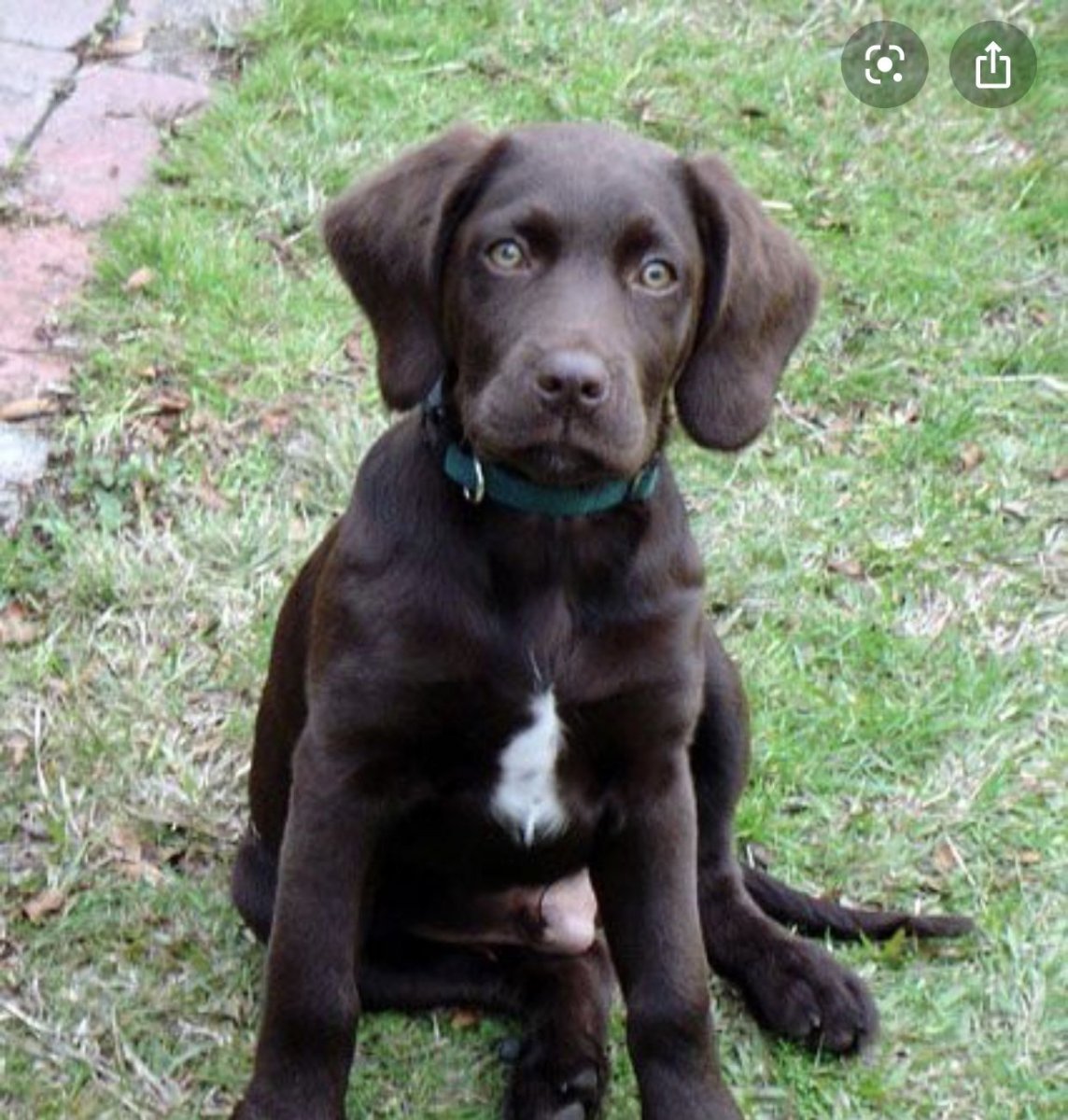 Метис кокер лабрадор