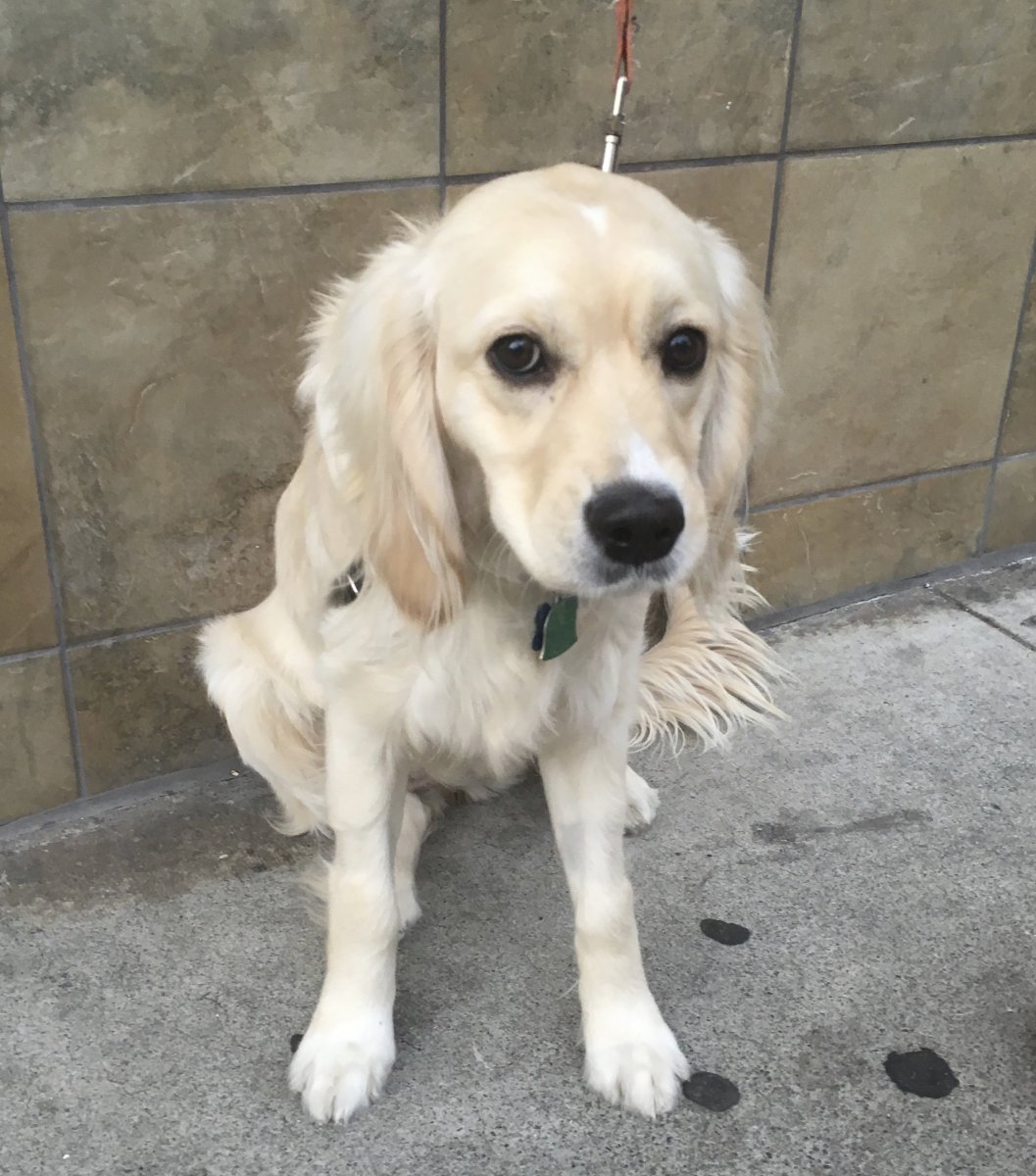 Лабрадор ротвейлер