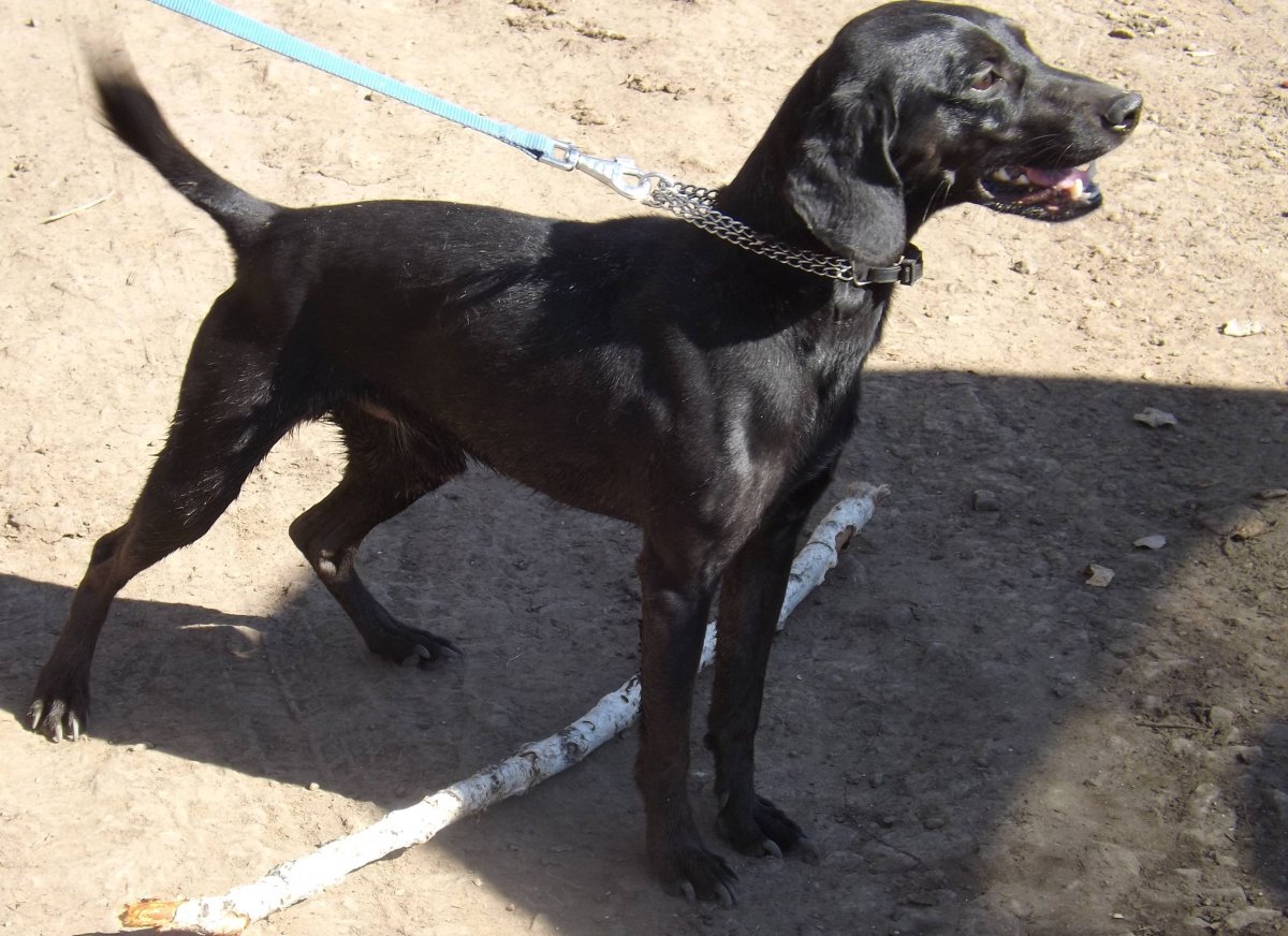 Спрингер-спаниель бордер колли