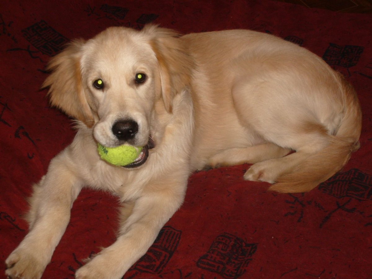 Золотистый ретривер и кокер спаниель