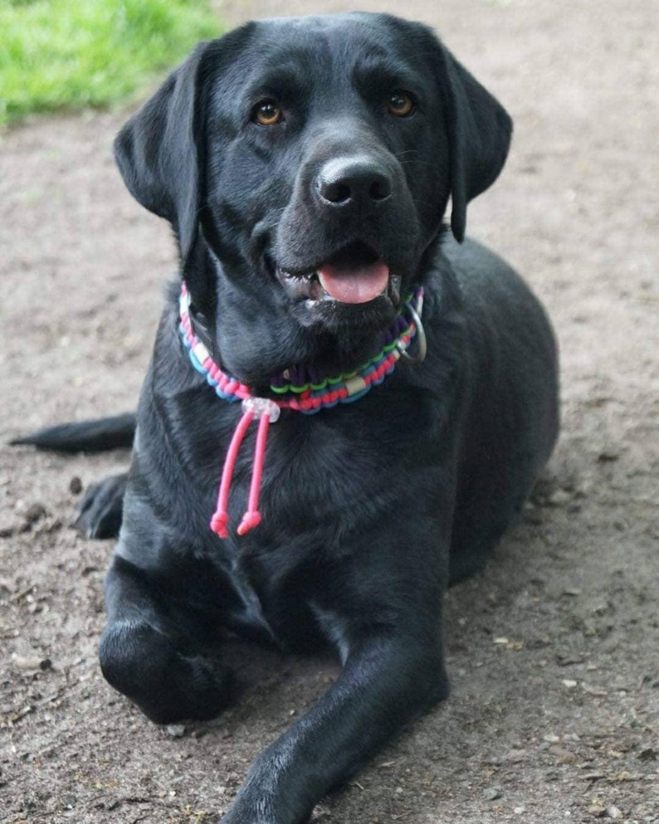 Ирландский сеттер золотистый