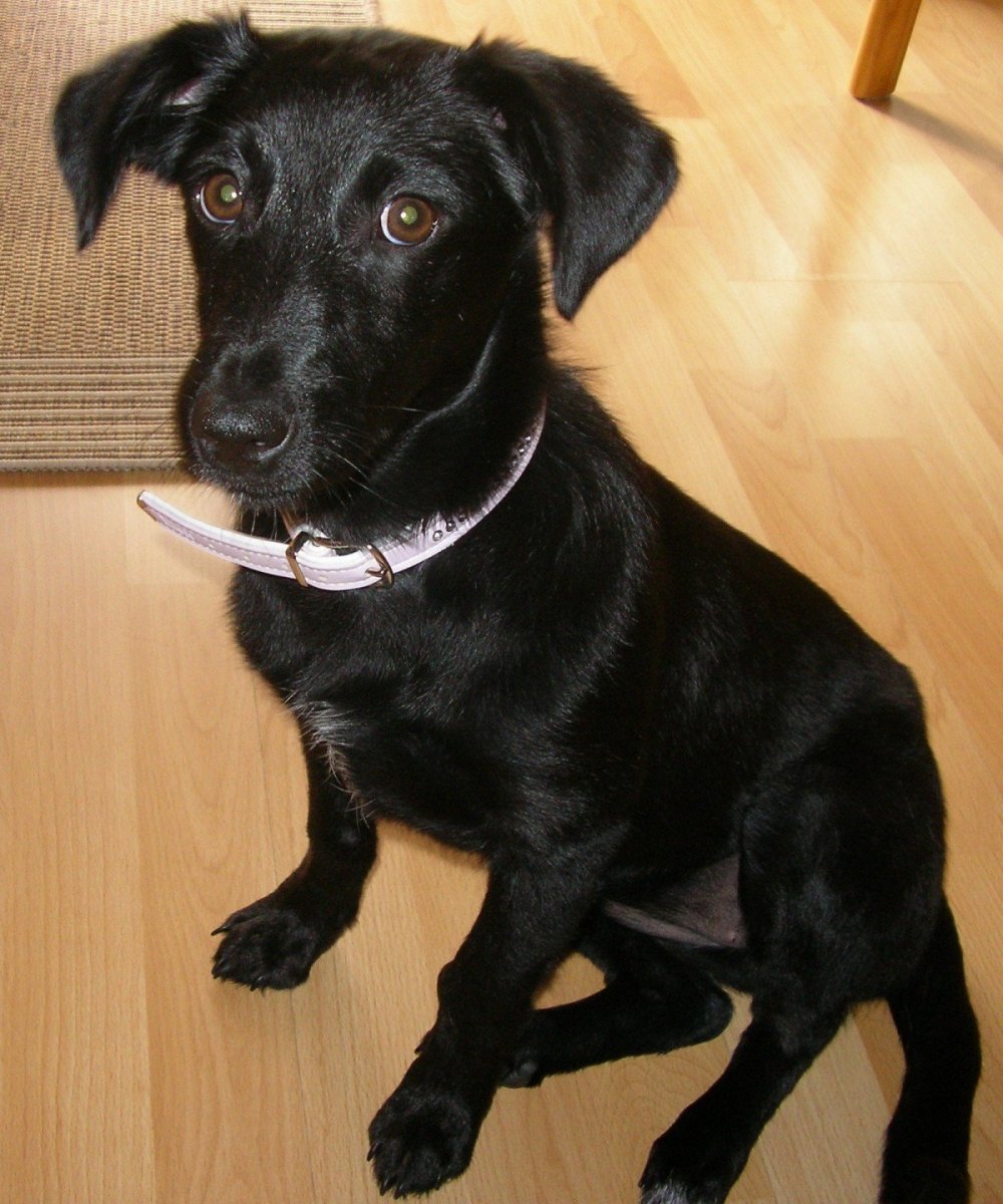 Метис лабрадора и спаниеля