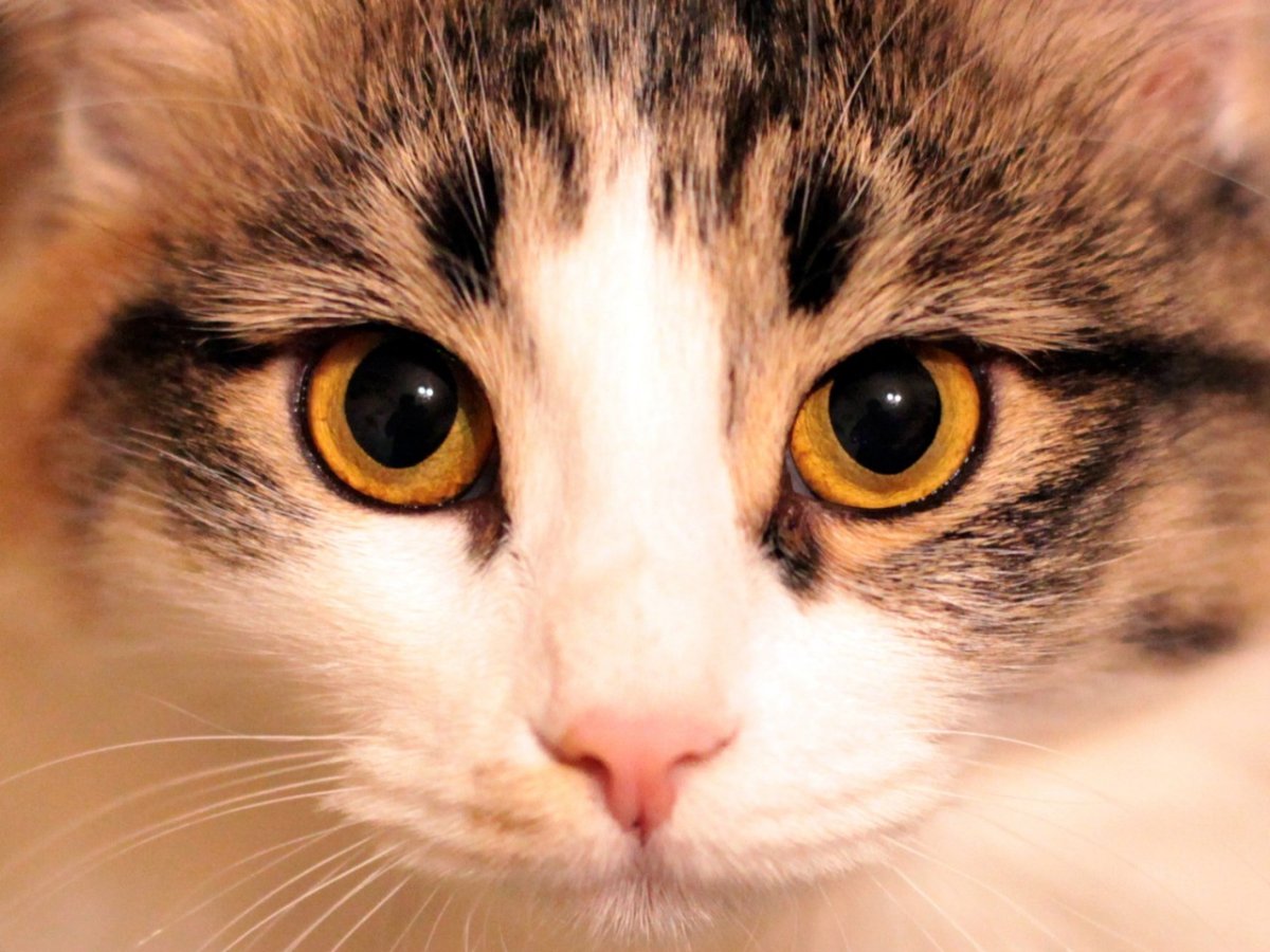 Кошачий двор трава