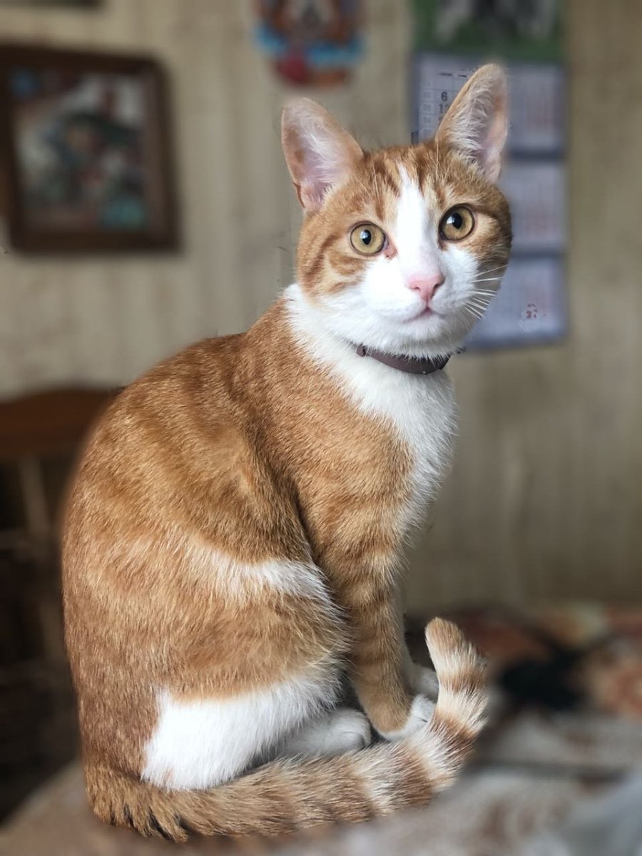 Порода кошек двортерьер