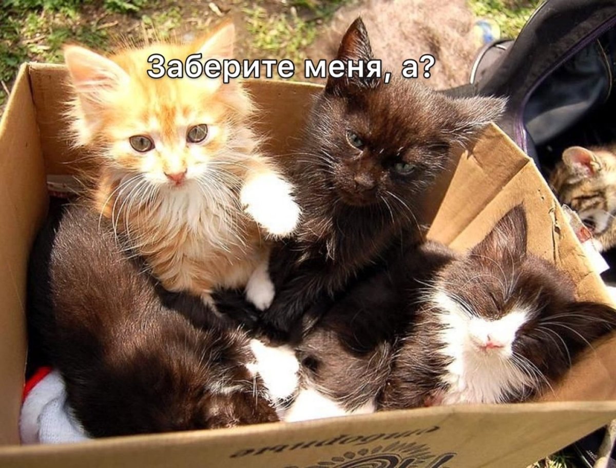 Беспородные кошки дворняги