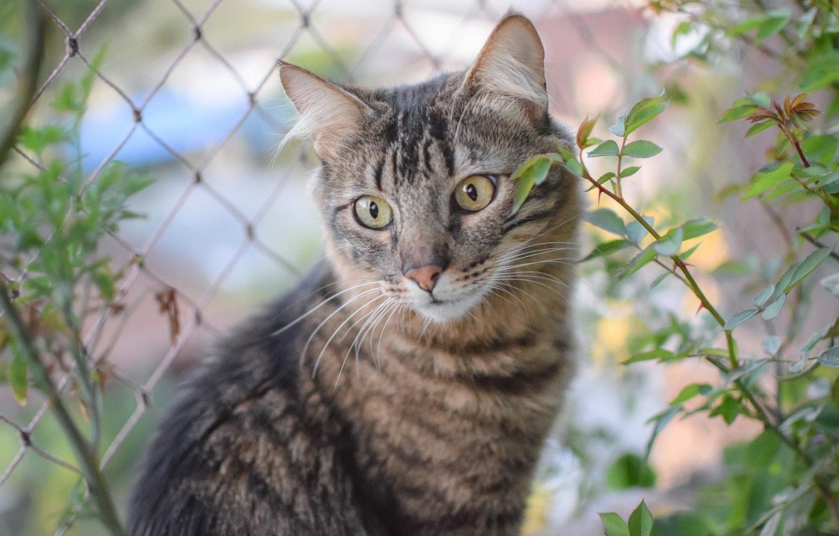 Серая кошка беспородная